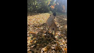 Sailor the Pug playing in new fall leaves