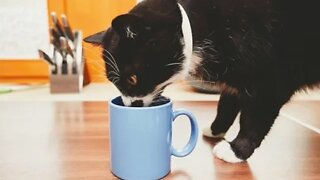 10 ALIMENTOS PROIBIDOS PARA OS GATOS QUE VOCE NUNCA DEVE DAR!