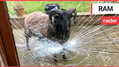 BBC TV presenter stunned when his patio doors are smashed by a raging ram