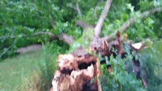 Huge pecan tree blown down by violent storm