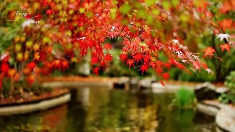 Red leaves send acacia