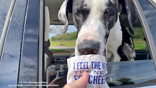 Funny Great Dane Feels The Need For Wisconsin Cheese Curds