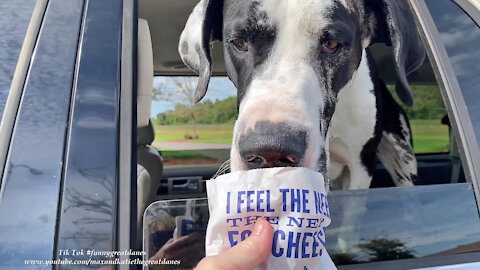 Funny Great Dane Feels The Need For Wisconsin Cheese Curds