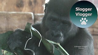 Gorilla Shufai And The Banana Leaf