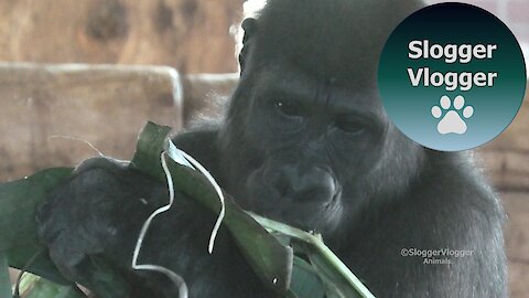 Gorilla Shufai And The Banana Leaf