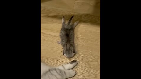 New Funny Kittys Videos #funny #cats #kitten