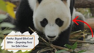 Pandas: Beyond Black and White - Surprising Facts You Didn't Know