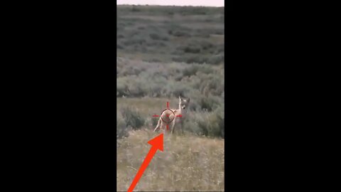 Hunting Coyotes #shorts #dogs #animals #hunter #055