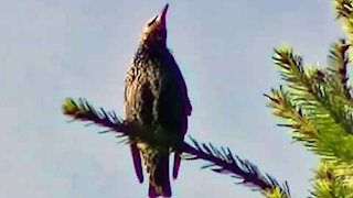 IECV NV #72 - 👀 Starling In The Neighbor's Pine Tree 11-9-2014