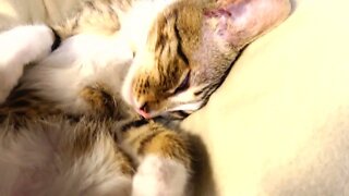 Cute Kitten Is Grooming Himself
