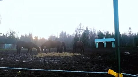 Encounter with horses and deer on the road.