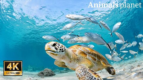 Amazing Sea Turtles || Documentary || Turtle Tales || Animals planet