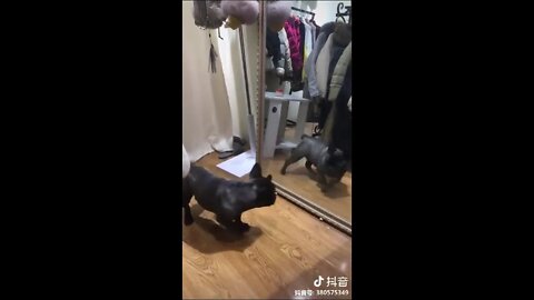Funny Dogs Reaction With Mirrors