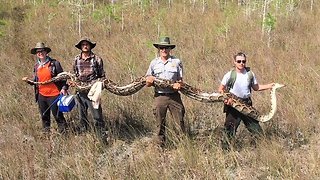 Researchers Pull Record-Breaking Python From Preserve In South Florida