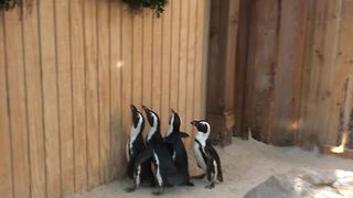 "Four Penguins Chase A Bright Dot On A Wall At The Zoo"