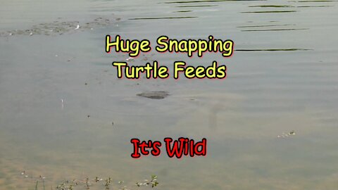 Huge Snapping Turtle Feeds