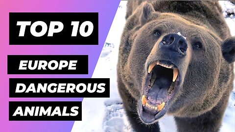 TOP 10 Most DANGEROUS Animals Found in EUROPE | 1 Minute Animals