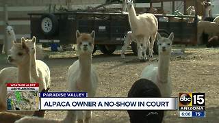 Alpaca owner no-show in court, neighbors want animals moved