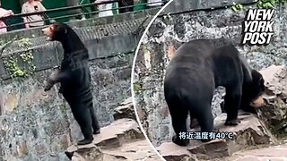 Chinese zoo forced to deny bear is a human in costume