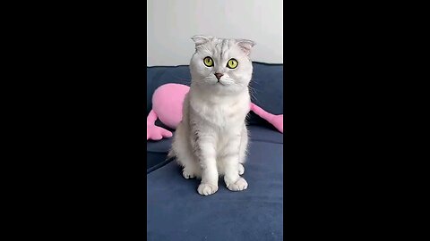CAT ATTITUD VIDEO |😆😆KIDS FUNNY VIDEO
