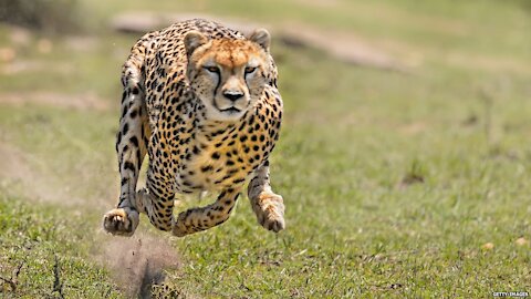 Lightning fast cheetah chasing animals to hunt