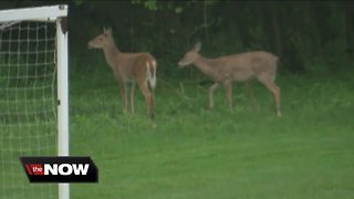 How to stay safe as more deer pop up near the roads