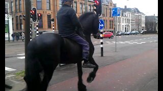 Black horse running through the streets of The Hague Holland