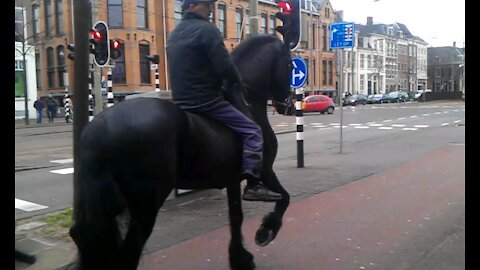 Black horse running through the streets of The Hague Holland