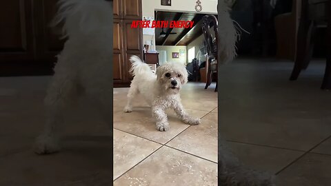 Bath time is like consuming an energy drink 🤣 #shorts #short #maltipoo