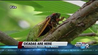 Do you hear the cicadas? They're back