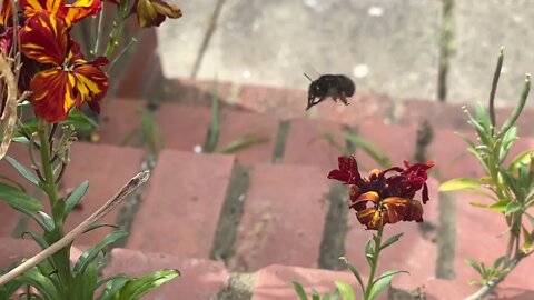 Slow Motion Black Bumble Bee Wiping Snout while Collecting Pollen. Sound On. Slowmo