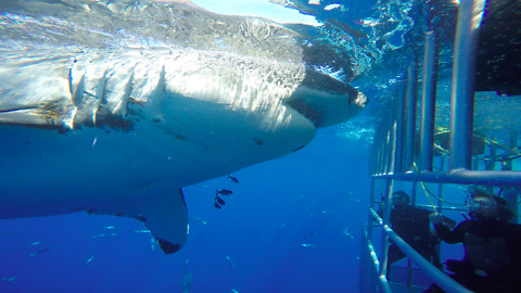 Great White Shark Rams Into Diver Cage