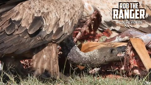 Vultures Feast on Cheetah's Leftovers | Lalashe Maasai Mara Safari