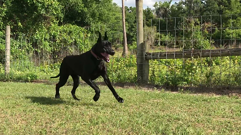 Happy Playful Adopted Great Dane Shows Off Her Zoomies
