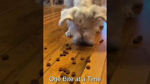 Silver Schnauzer eats one bite at a time #shorts