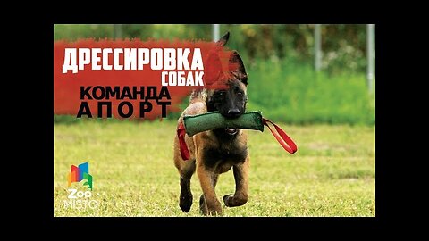 Training of the "Aport" team| How to properly train a dog | Dog training and education