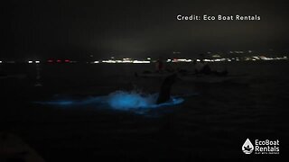 Sea lion plays in bioluminescence in San Diego