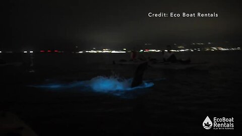 Sea lion plays in bioluminescence in San Diego