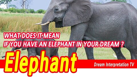 elephant dream interpretation,elephant dream,If an elephant appears in a dream,dream about elephants