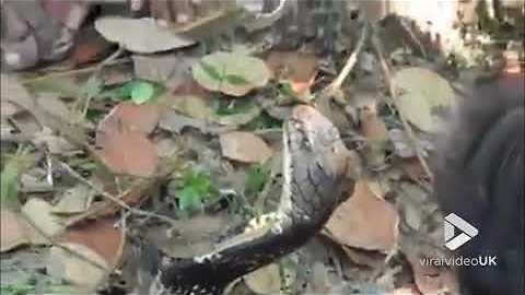 Thirsty cobra drinks water from a glass || ViralVideoUK