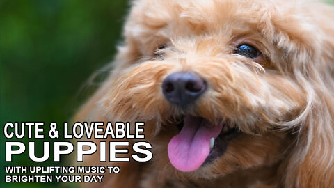 Uplifting, Positive Mood Music for Stress Relief With Loads of Cute and Cuddly Puppies