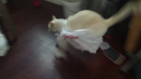 Cat Gets In The Bag And Instantly Regrets It