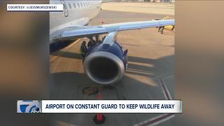 JetBlue flight makes emergency landing after bird strike