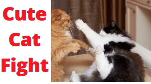 Cute Cat Fight|Funny Cat Fight|Cute Cats