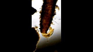 Midge Fly Larvae hanging out in its tube and grabbing a snack 🪰😋😊😍