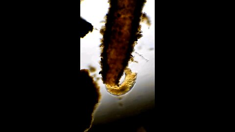 Midge Fly Larvae hanging out in its tube and grabbing a snack 🪰😋😊😍