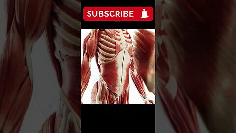 600+ Muscles! 🔴 Inside the Human Body's Hidden Power 💪