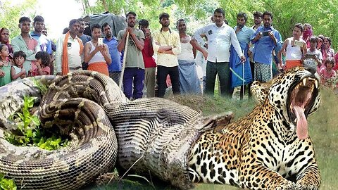 Aghast! The Python Swallowed The Leopard While The Leopard Struggled Helplessly