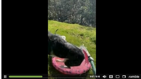 Funny Dog Can't Stop Jumping In Front Of The Hose To Drink Water 😂 😂 😂 #dog #dogPLaying