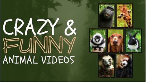 Funny Animal Videos of the year, funniest animals ever. relax with cute animals